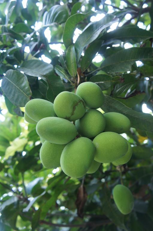 Cashew Nut Village บ่อผุด ภายนอก รูปภาพ