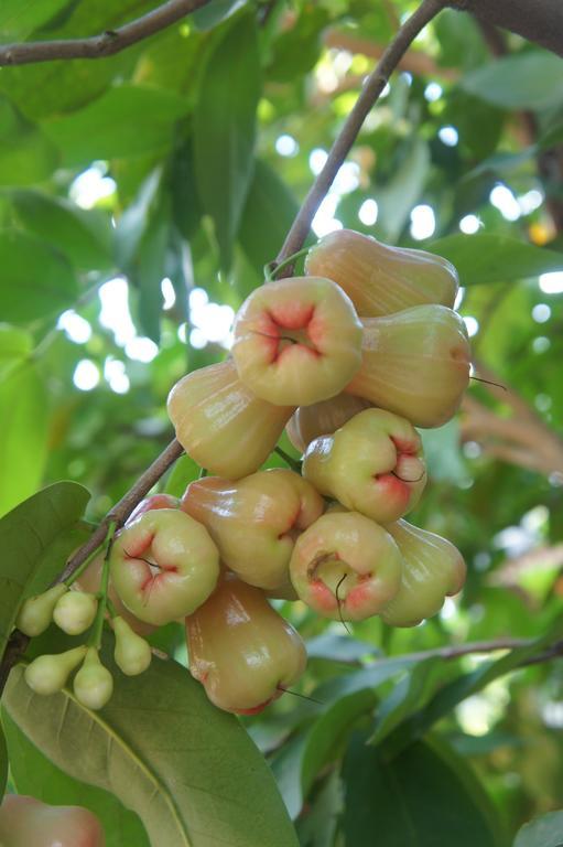 Cashew Nut Village บ่อผุด ภายนอก รูปภาพ